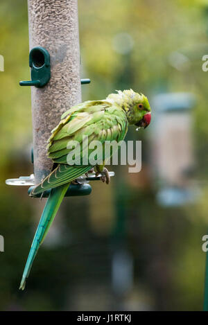 Rose-inanellato o anello a collo di parrocchetto (Psittacula krameri) su bird feeder in giardino urbano. Londra, Regno Unito. Foto Stock