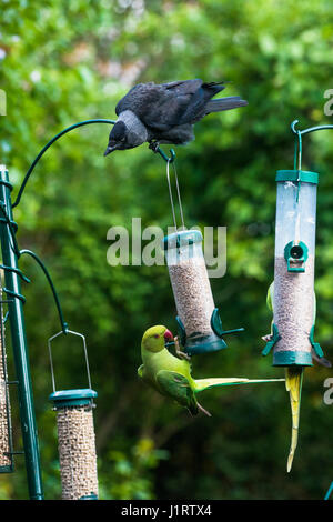 Rose-inanellato o anello a collo di parrocchetto [Psittacula krameri] su bird feeder con una cornacchia [Corvus monedula] in background. Londra, Regno Unito. Foto Stock