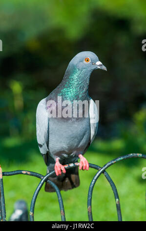 Piccioni selvatici [Columba livia donestica], chiamato anche città colombe, città Piccioni, o street piccioni, sono i piccioni che sono derivati dal Piccione domestico Foto Stock