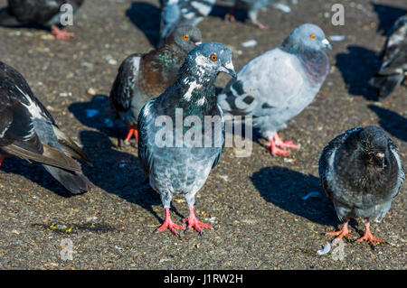 Piccioni selvatici [Columba livia donestica], chiamato anche città colombe, città Piccioni, o street piccioni, sono i piccioni che sono derivati dal Piccione domestico Foto Stock