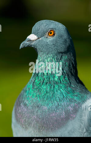 Piccioni selvatici [Columba livia donestica] Foto Stock