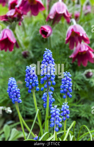 Blue Muscari armeniacum e Pasque fiore Pulsatilla 'Rubra' fiori di aprile Foto Stock