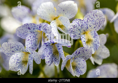 Viola sororia 'Freckles' Speckled, Fiore Foto Stock