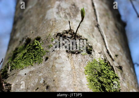 Il muschio sulla struttura ad albero è simile a quella per continenti e paesi Foto Stock