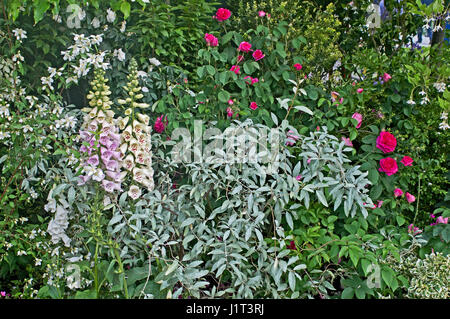 Close up di fiori di confine con la fioritura di rose, Cornus e Digitalis Foto Stock