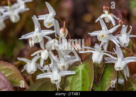 Epimedium grandiflorum 'Nanum', Barrenwort Foto Stock