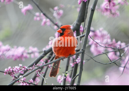 Il Cardinale nord [Cardinalis cardinalis] appollaiato sul ramo di albero a primavera. Central Park di New York. Foto Stock