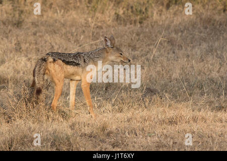 Maschio nero-backed jackal tagging territorio nella savana durante la stagione secca Foto Stock