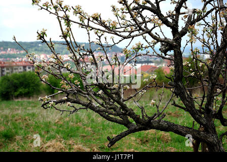 Albero in fiore di fronte panorama cittadino a primavera giornata di sole. Foto Stock