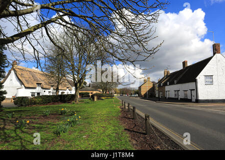 Molla, Berkshire Village Green, Cambridgeshire; l'Inghilterra, Regno Unito Foto Stock