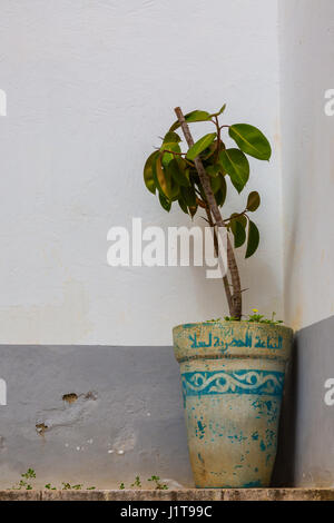 Madrasa marinid di Salé (médersa mérinide de salé), Rabat-vendita, Marocco Foto Stock