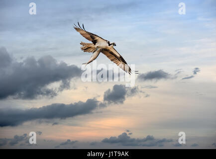 Osprey volare con un grande pesce al di sopra della baia di Chesapeake nel Maryland vicino al tramonto Foto Stock