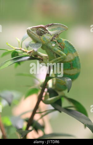 Camaleonte velato (Chamaeleo calyptratus) nella Repubblica dello Yemen Foto Stock