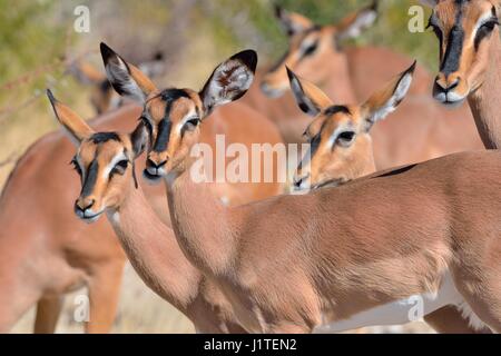 Nero-di fronte impala (Aepyceros melampus petersi), gruppo di femmine, il Parco Nazionale di Etosha, Namibia, Africa Foto Stock