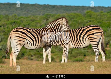 Due Burchell's zebre (Equus quagga burchellii), in prati, Parco Nazionale di Addo, Capo orientale, Sud Africa e Africa Foto Stock