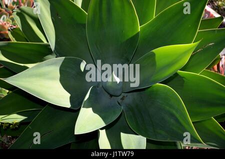 Pianta di agave in dettaglio rosette di foglie Foto Stock