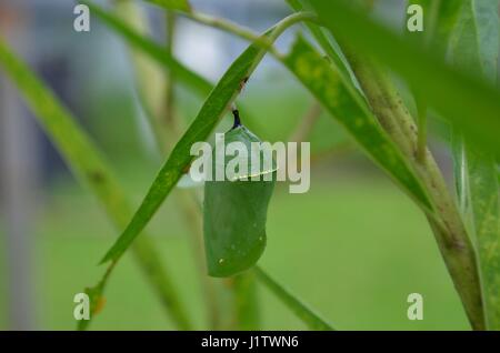 La Monarch crisalide attaccata alla pianta Milkweed Foto Stock