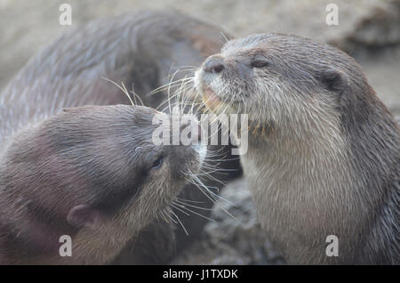 Davvero adorabile coppia di lontre di fiume coccole e mostrando affetto. Foto Stock