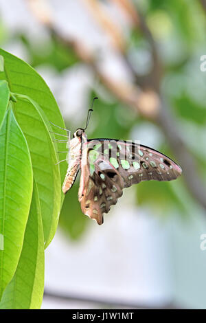 Il bel verde codato Jay Butterfly (Graphium Agamennone) in appoggio su una susina Mango Tree leaf (Bouea macrophylla) in un giardino di Bangkok in Thailandia Foto Stock