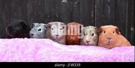 Fila di 6 cavie seduta cercando carino su una coperta rosa Foto Stock