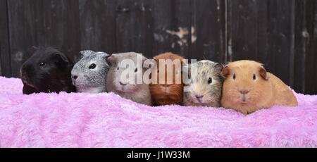 Fila di 6 cavie seduta cercando carino su una coperta rosa Foto Stock