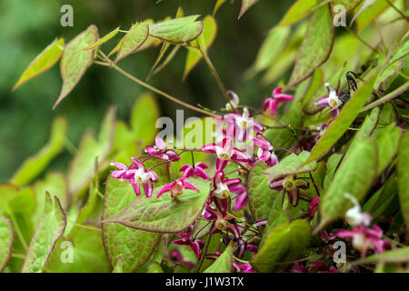 Infiorescenza pianta semi-sempreverde Epimedium x rubrum fiore Barrenwort Foto Stock