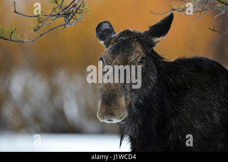 Moose / Elch ( Alces alces ), colpo di testa di una femmina adulta, funny mucca, in un giorno di pioggia in inverno, Area di Yellowstone, Grand Teton, Wyoming negli Stati Uniti. Foto Stock