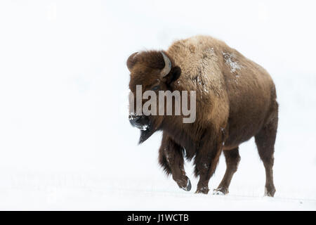 Bisonti americani / Amerikanischer ( Bison bison bison ) in inverno, impressionante femmina adulta, passeggiate attraverso la neve alta, area di Yellowstone, Wyoming negli Stati Uniti. Foto Stock