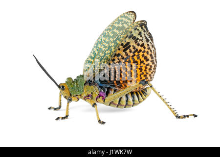 Milkweed locust (Phymateus spp.) con ali aperte sul bianco, Sud Africa Foto Stock