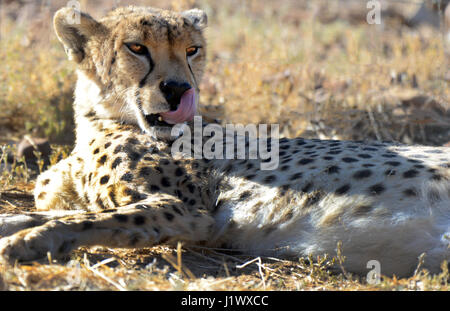 Un bel ghepardo in Sud Africa. Foto Stock