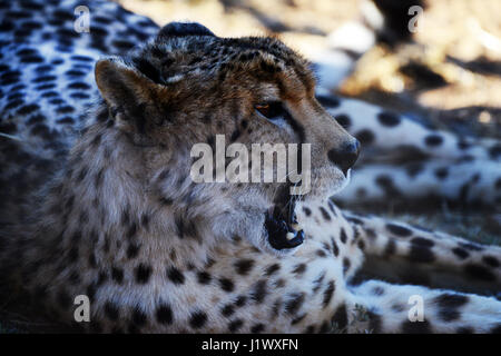 Un bel ghepardo in Sud Africa. Foto Stock