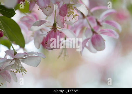 Crabapple blossoms con luce filtrata Foto Stock