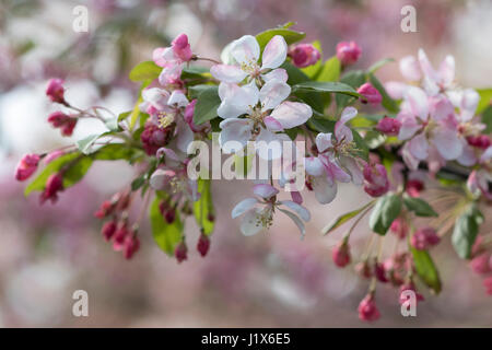 Crabapple blossoms con luce filtrata Foto Stock