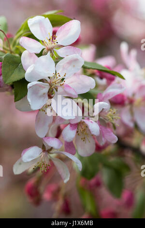 Crabapple blossoms con luce filtrata Foto Stock