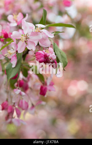 Crabapple blossoms con luce filtrata Foto Stock