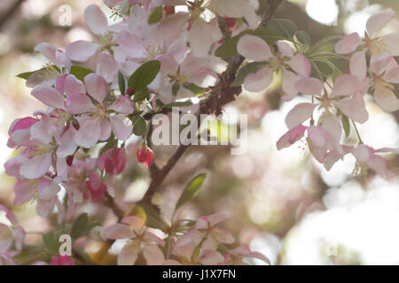 Crabapple blossoms con luce filtrata Foto Stock