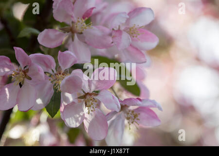 Crabapple blossoms con luce filtrata Foto Stock