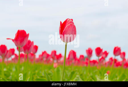 I Paesi Bassi sono ben noti per la bellezza dei loro tulipani. In primavera si possono trovare molte righe di campi fioriti intorno alla campagna. Foto Stock