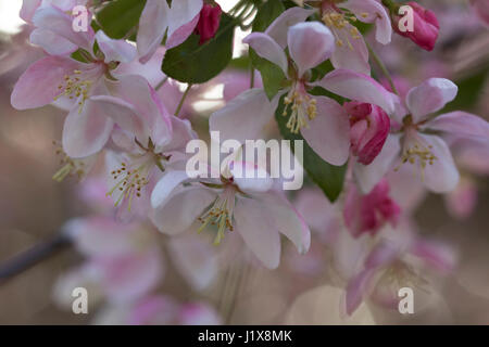 Crabapple blossoms con luce filtrata Foto Stock