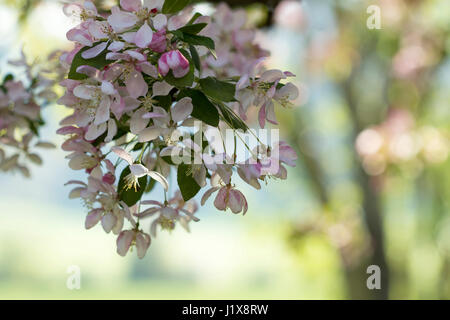 Crabapple blossoms con luce filtrata Foto Stock