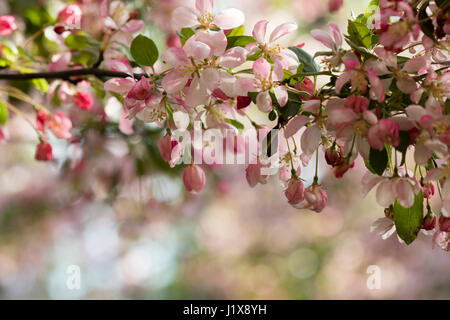 Crabapple blossoms con luce filtrata Foto Stock