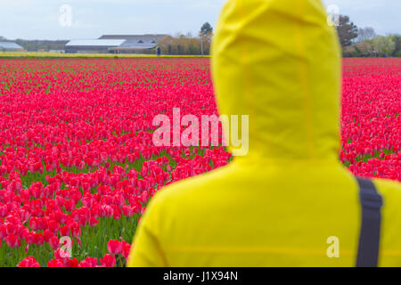 I Paesi Bassi sono ben noti per la bellezza dei loro tulipani. In primavera si possono trovare molte righe di campi fioriti intorno alla campagna. Foto Stock