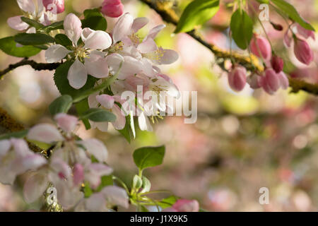 Crabapple blossoms con luce filtrata Foto Stock