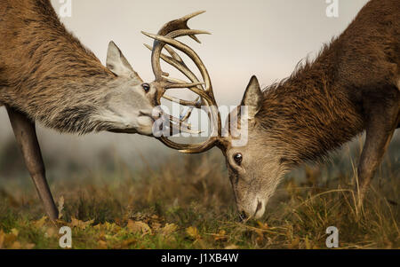 Red Deer lotta durante la routine Foto Stock