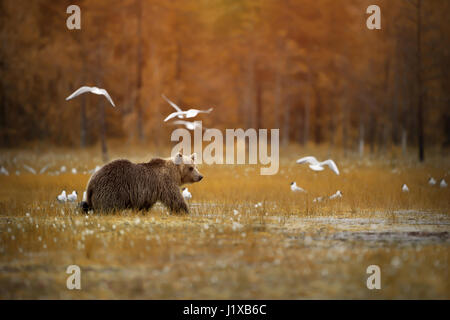 Orso bruno attraversando la palude Foto Stock