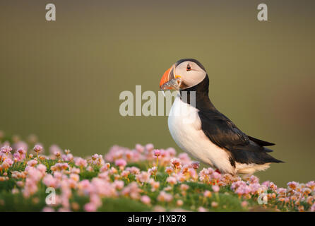 Atlantic Puffin in parsimonia Foto Stock