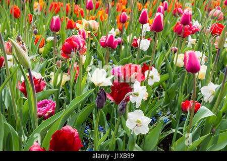 Archiviato di tulipani in rosso giallo rosa viola in keukenhof landmark park in Olanda nei pressi di Amsterdam Foto Stock