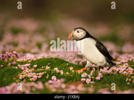 Atlantic Puffin in parsimonia Foto Stock