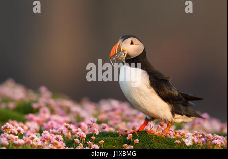 Atlantic Puffin in parsimonia Foto Stock