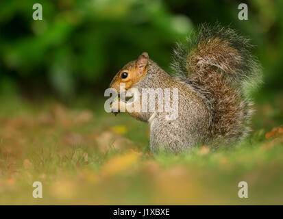 Scoiattolo grigio mangiare Foto Stock